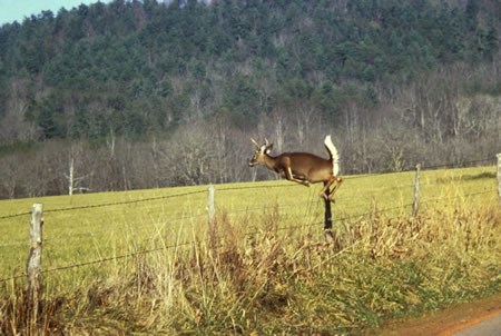 a photo of white-tailed deer