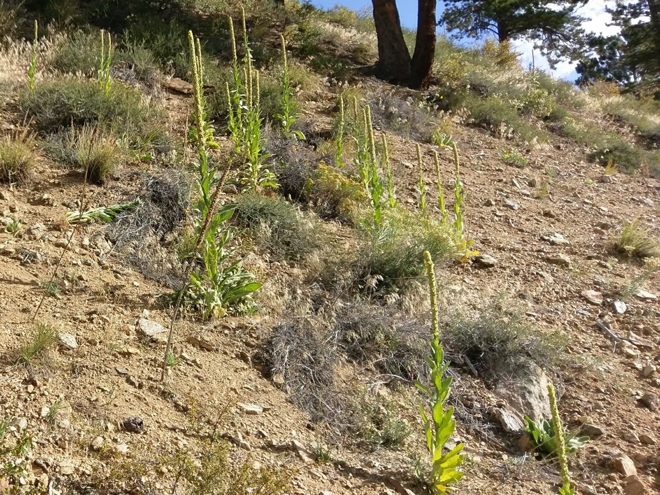 wooly mullein