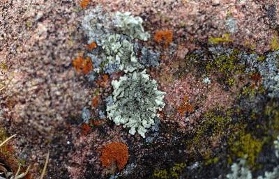 a photo of Xanthoparmelia sp.