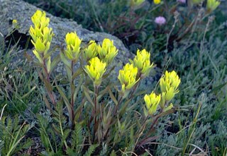 Photo of Western Yellow Paintbrush