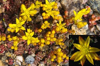 Photo of Yellow Stonecrop