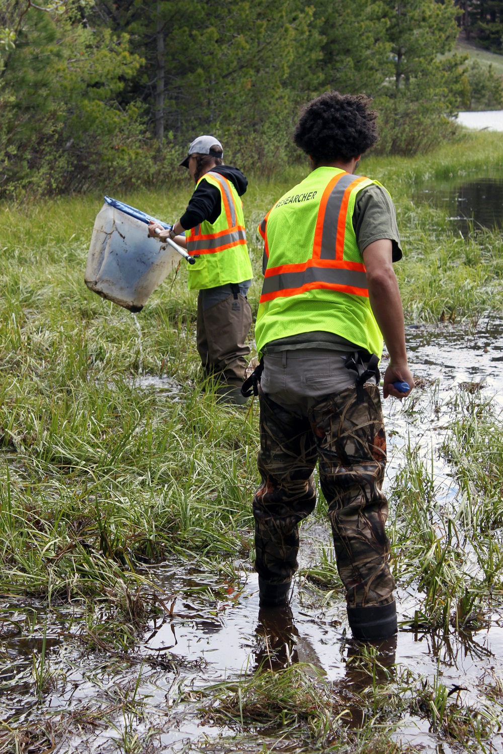 Citizen Science Dragonfly Research in Rocky Mountain National Park