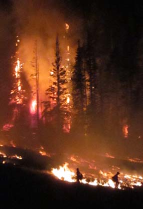 Photograph Alpine Hotshots burning out fire line on the Wallow fire on the Apache Sitgreaves National Forest in southern Arizona.