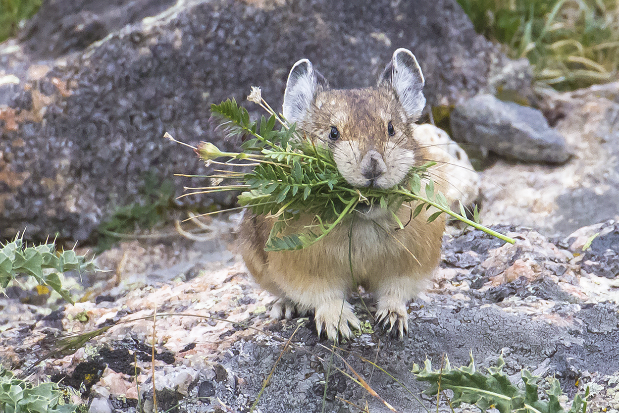 Centennial Photo Winner - Park Volunteer