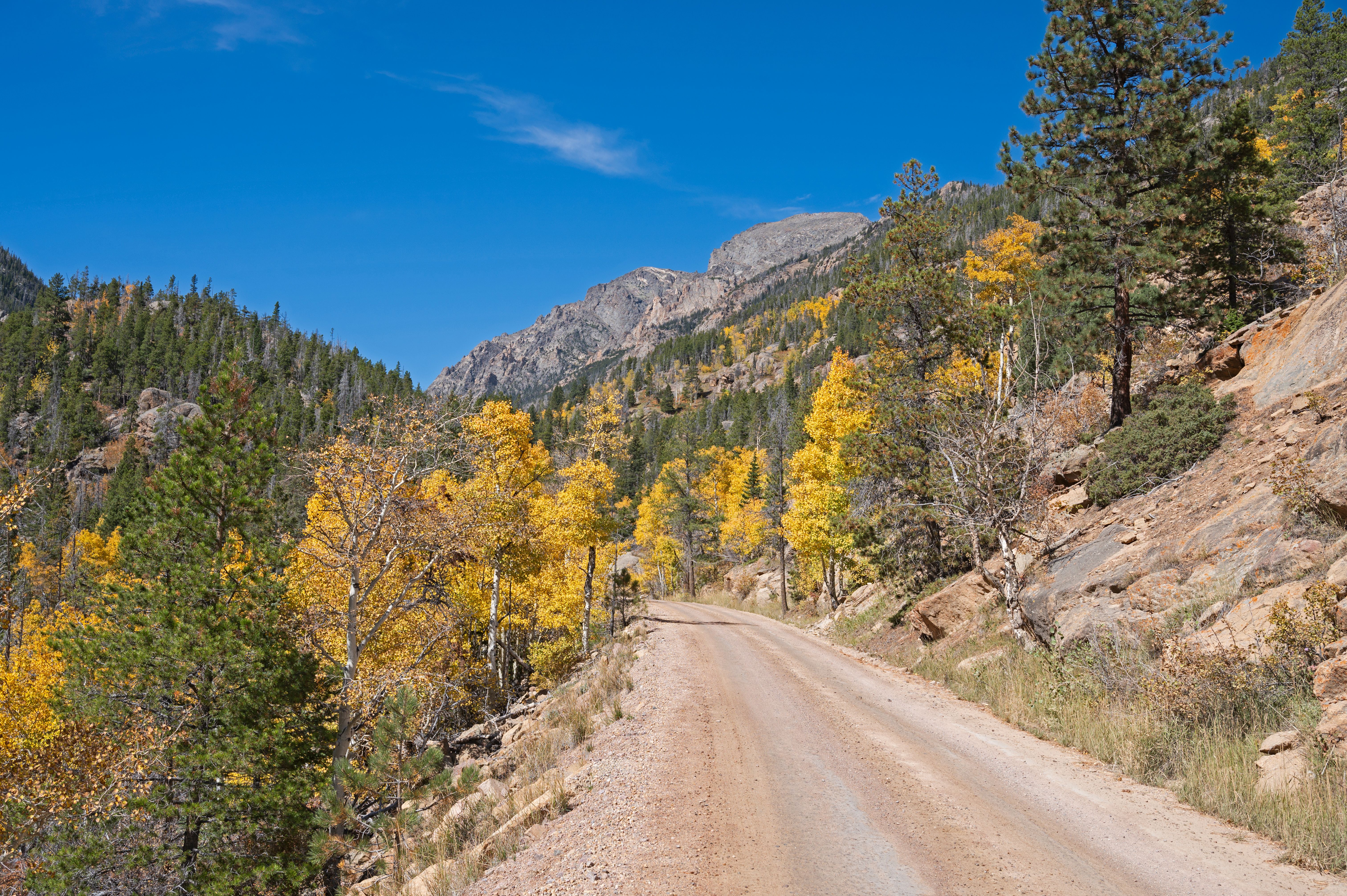 Old Fall River Road, as seen in September A section of Old Fall River Road, a dirt road, is lined with aspen with yellow leaves in autumn