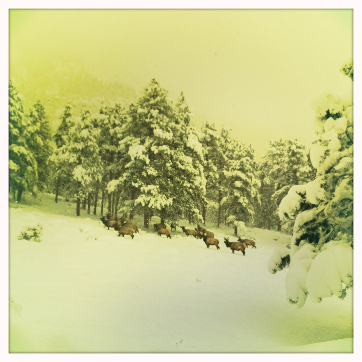 Elk in Snow at RMNP May 1, 2013