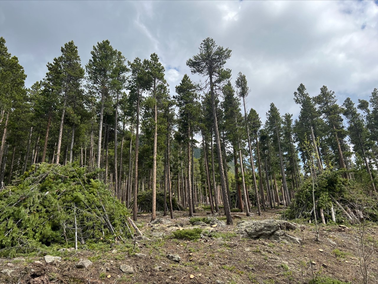 Fuels mitigation work near Lily Lake and Twin Sisters in Rocky Mountain National Park Courtesy Rocky Mountain National Park Woody materials from fuels mitigation projects is piled on site and burned during winter when conditions allow.
