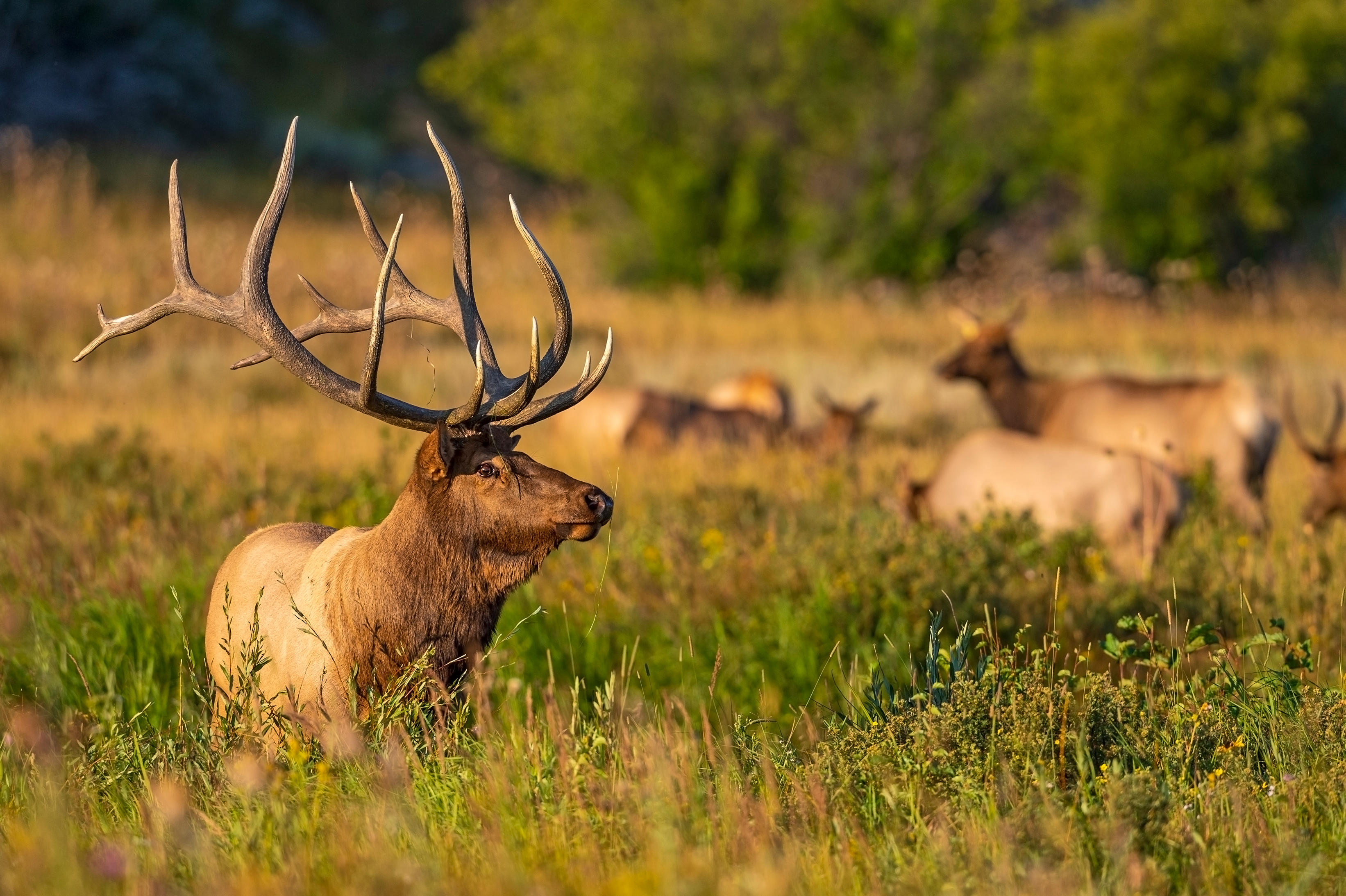 Bull elk referred to as "Kahuna," taken fall of 2021 is owned by Dawn Wilson Photography. The NPS has been granted its limited use in print and digital media solely for this article.