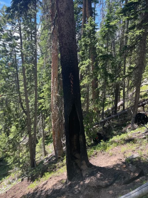 Lightning strike tree causes fire west of Holzwarth Historic Site in RMNP July 2, 2025 Burnt tree has large hole where lightning strike occurred.