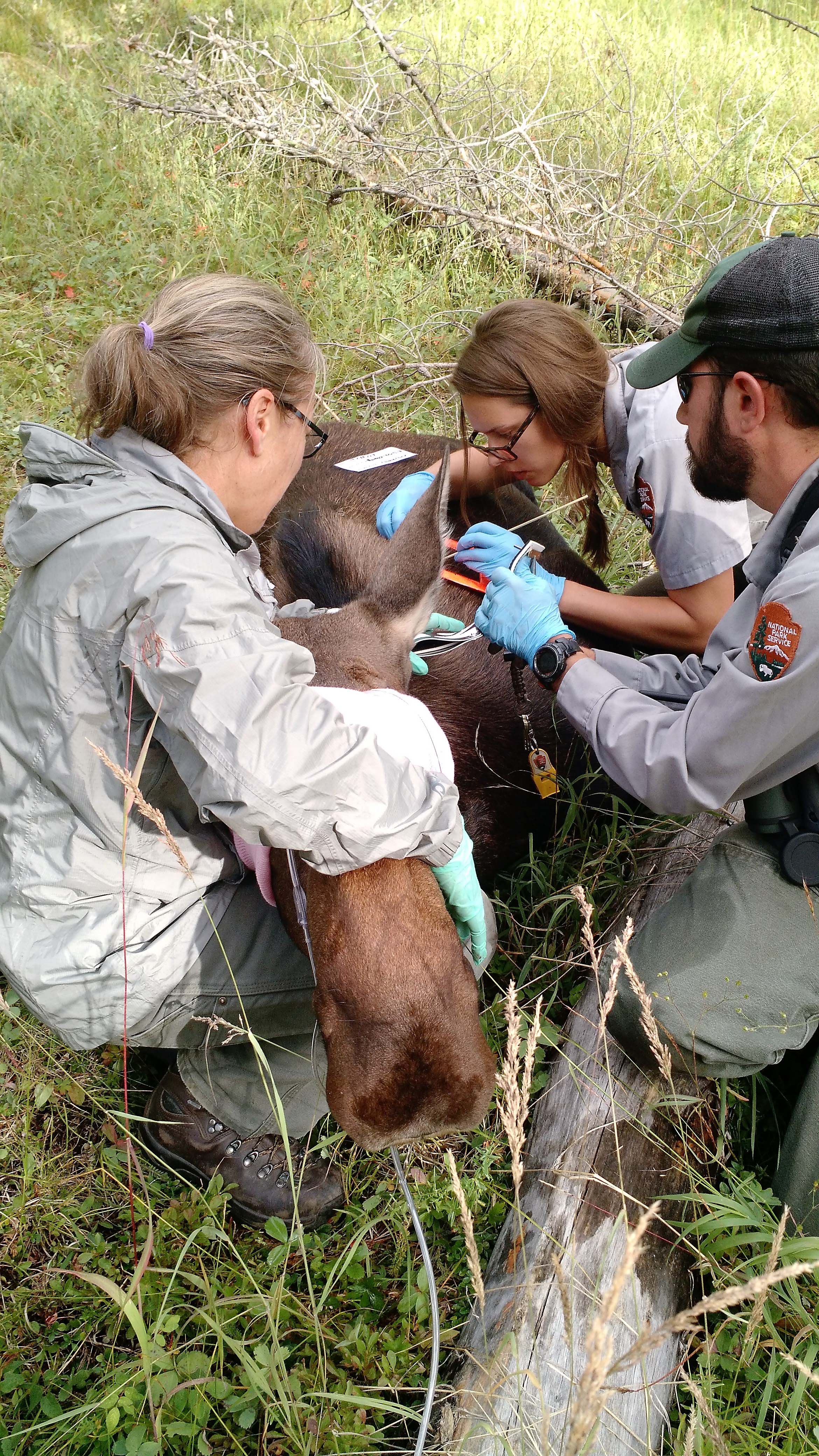 Moose research being conducted in Rocky Mountain National Park