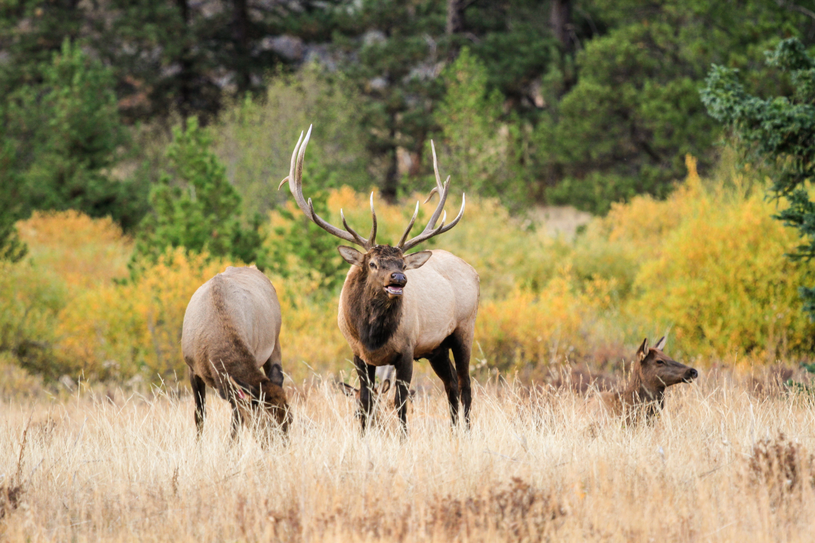 Bull elk with two cow elk in a meadow during autumn