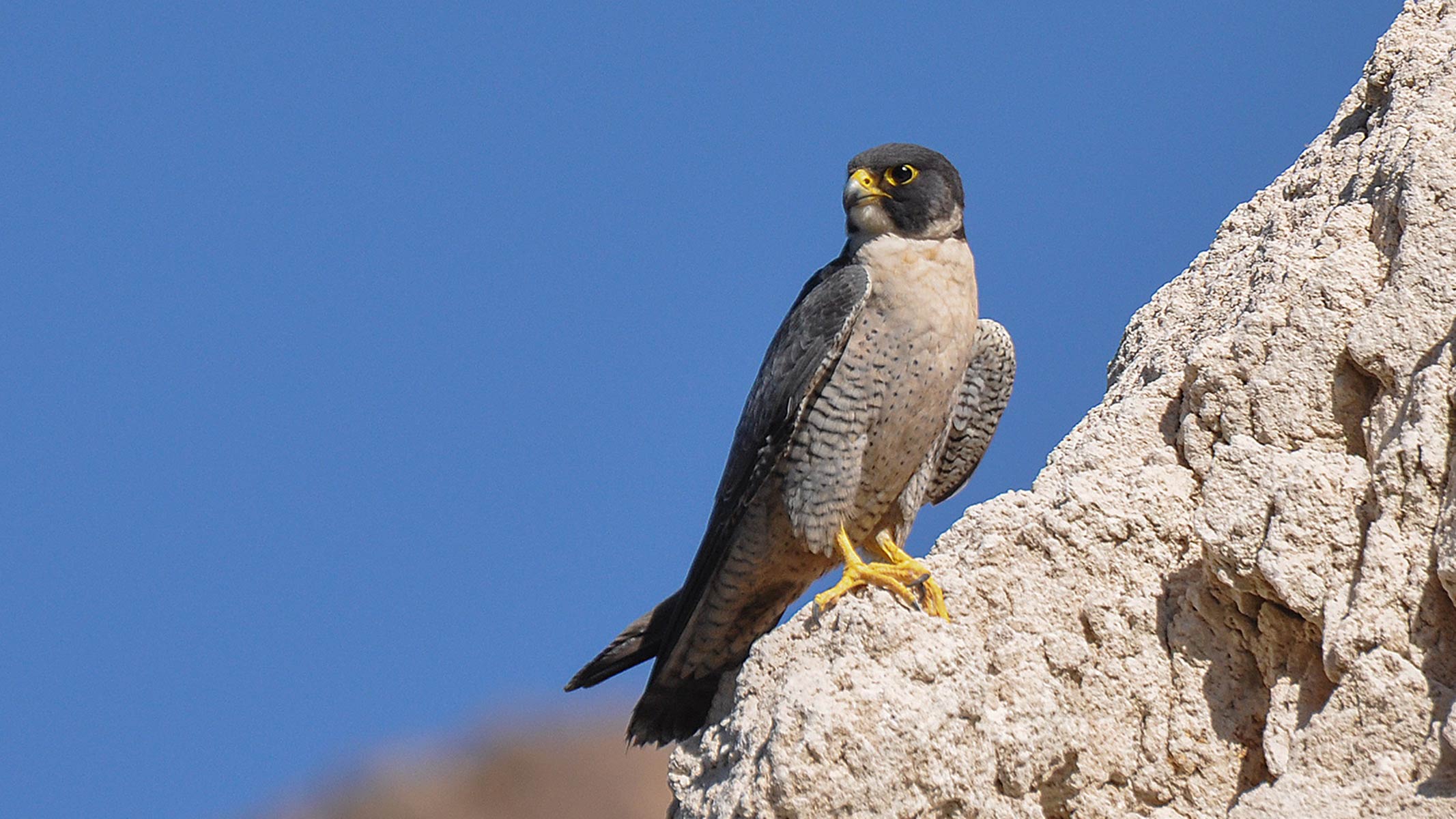 NPS Photo_Juvenile Peregrine falcon perched on rocks, blue sky behind Juvenile Peregrine falcon perched on rocks, blue sky behind
