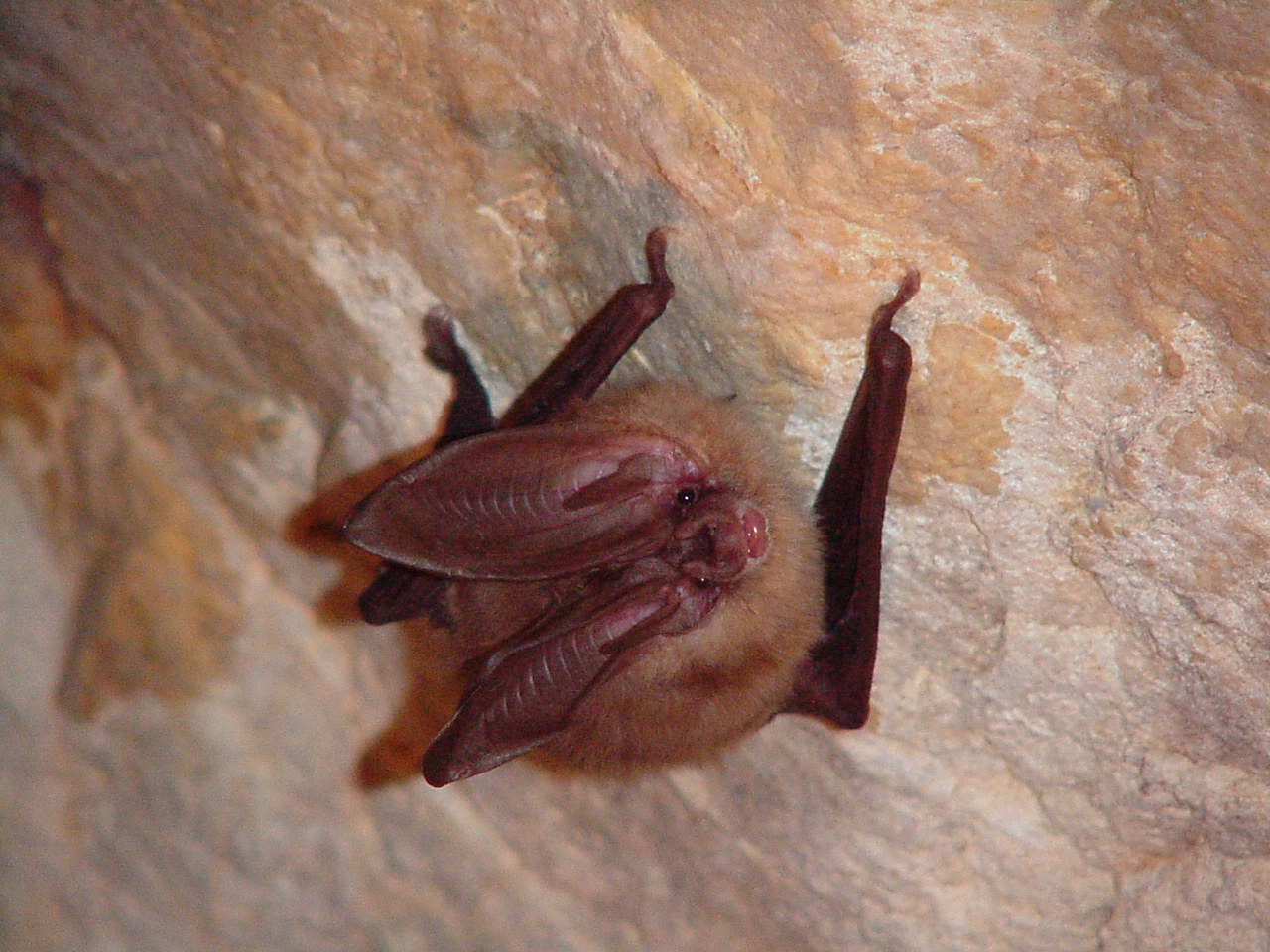 Up close image of a Townsend's big eared bat, hanging on a rock.