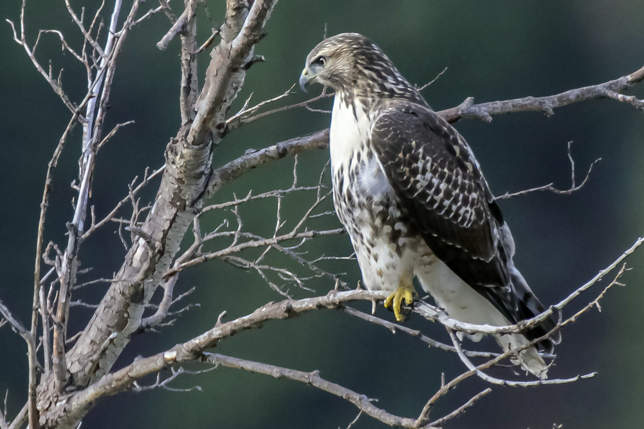 NPS_Schonlau_Red tailed Hawk Red tailed hawk Rocky Mountain National Park