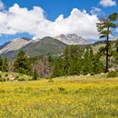 Wildflower meadow with mountain backdrop