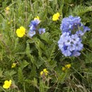 yellow and purple wildflowers