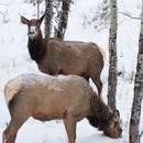 elk search for food under the snow