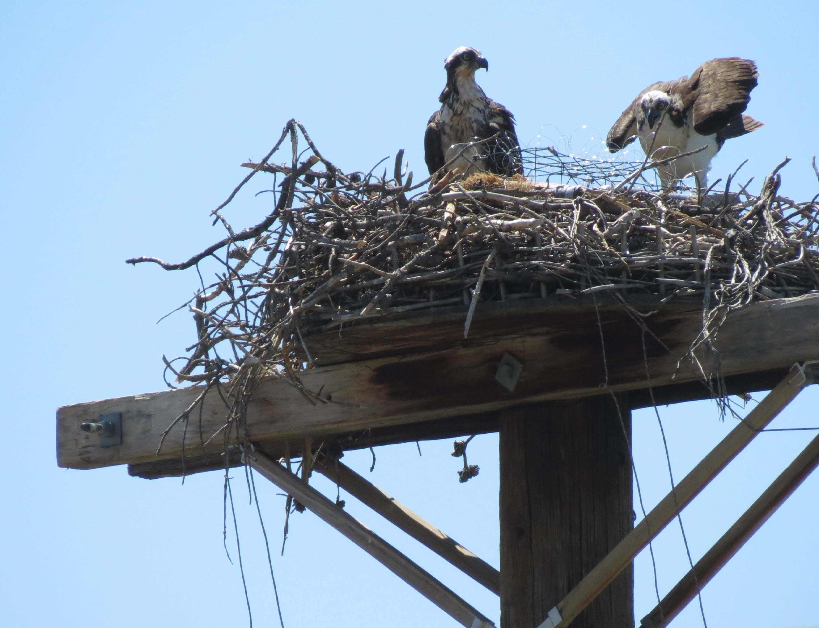 Osprey in nest