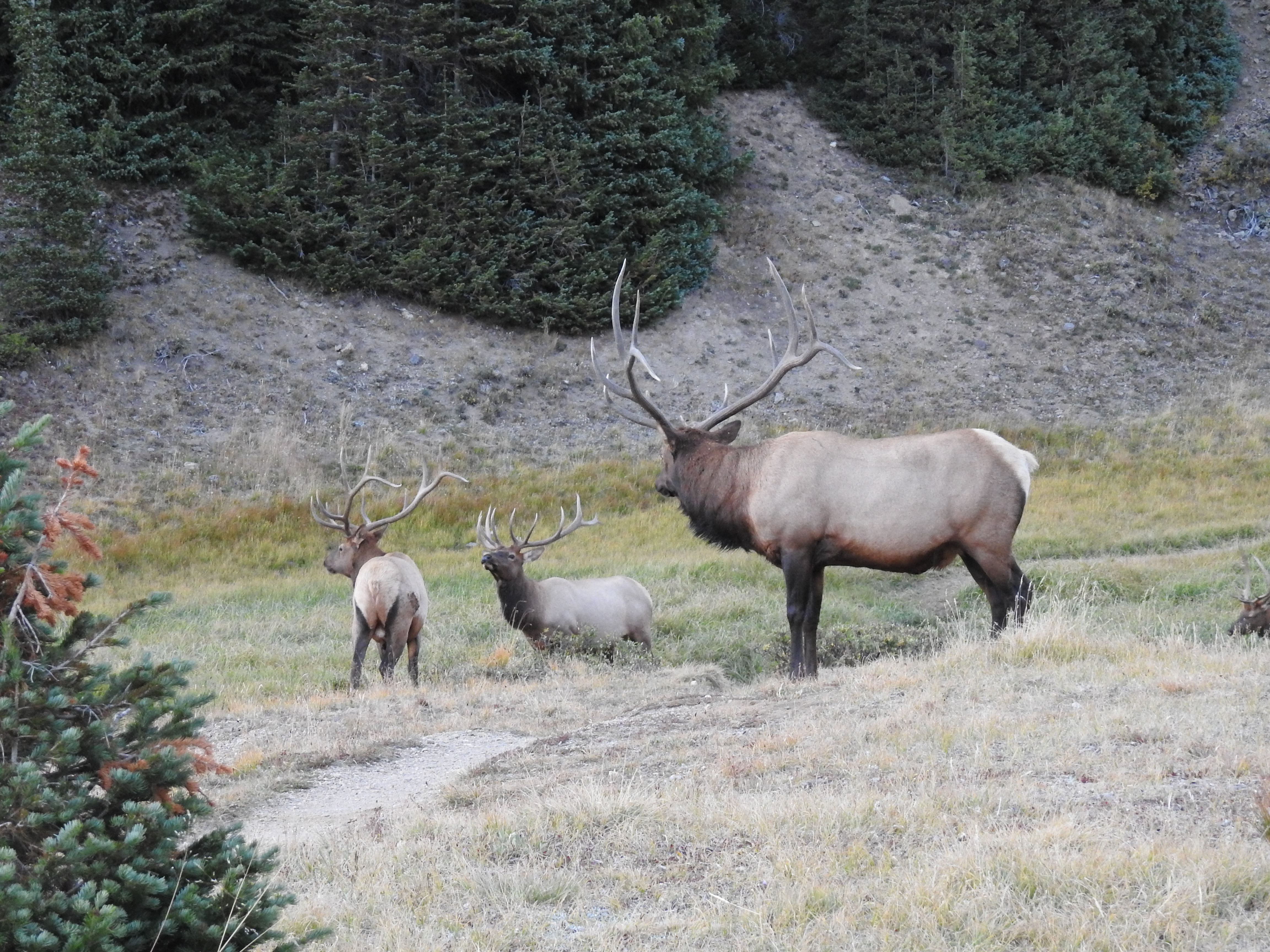 Elk in Milner Pass Area