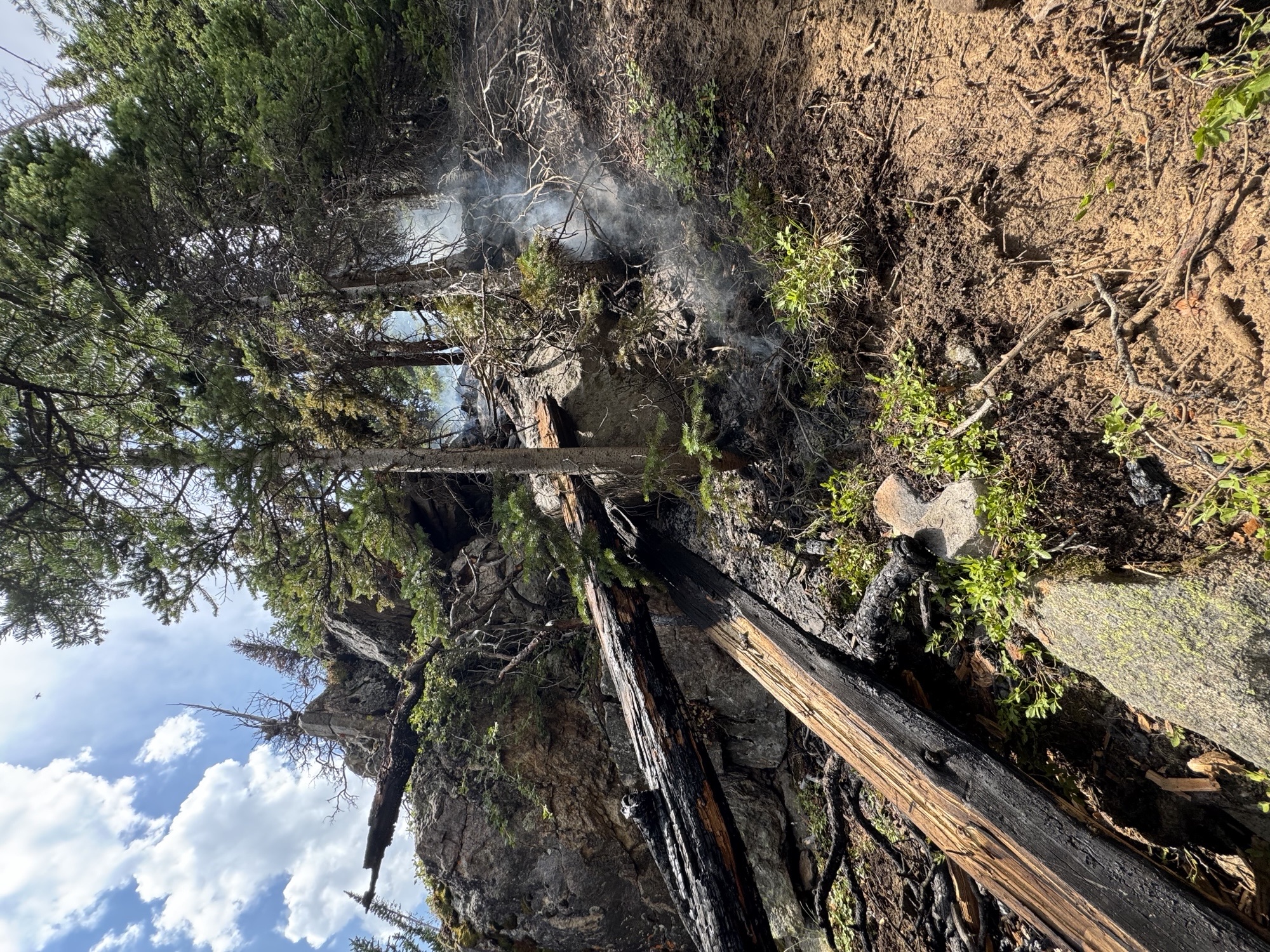 Photo of lightning strike tree south of Lawn Lake area Lightning strike tree burnt in forested area with smoldering smoke
