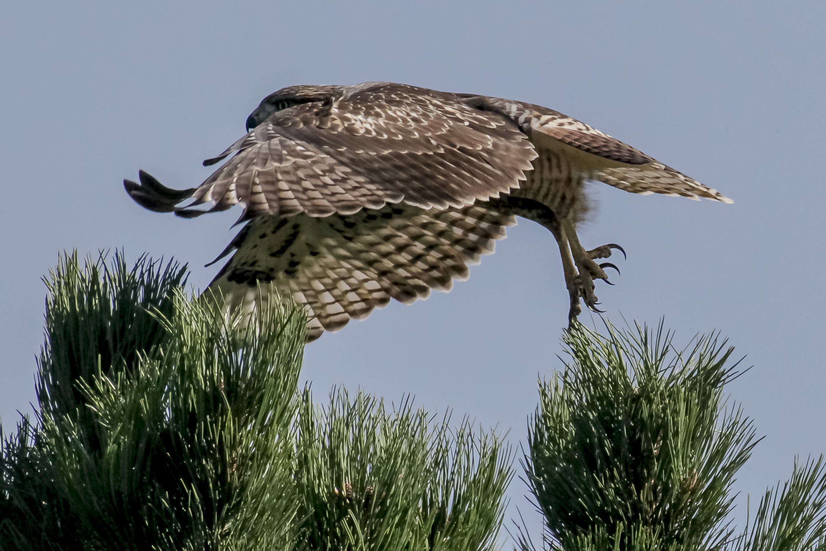 Red-tailed Hawk flying courtesy Ann Schonlau Rocky Mountain National Park Red-tail Hawk