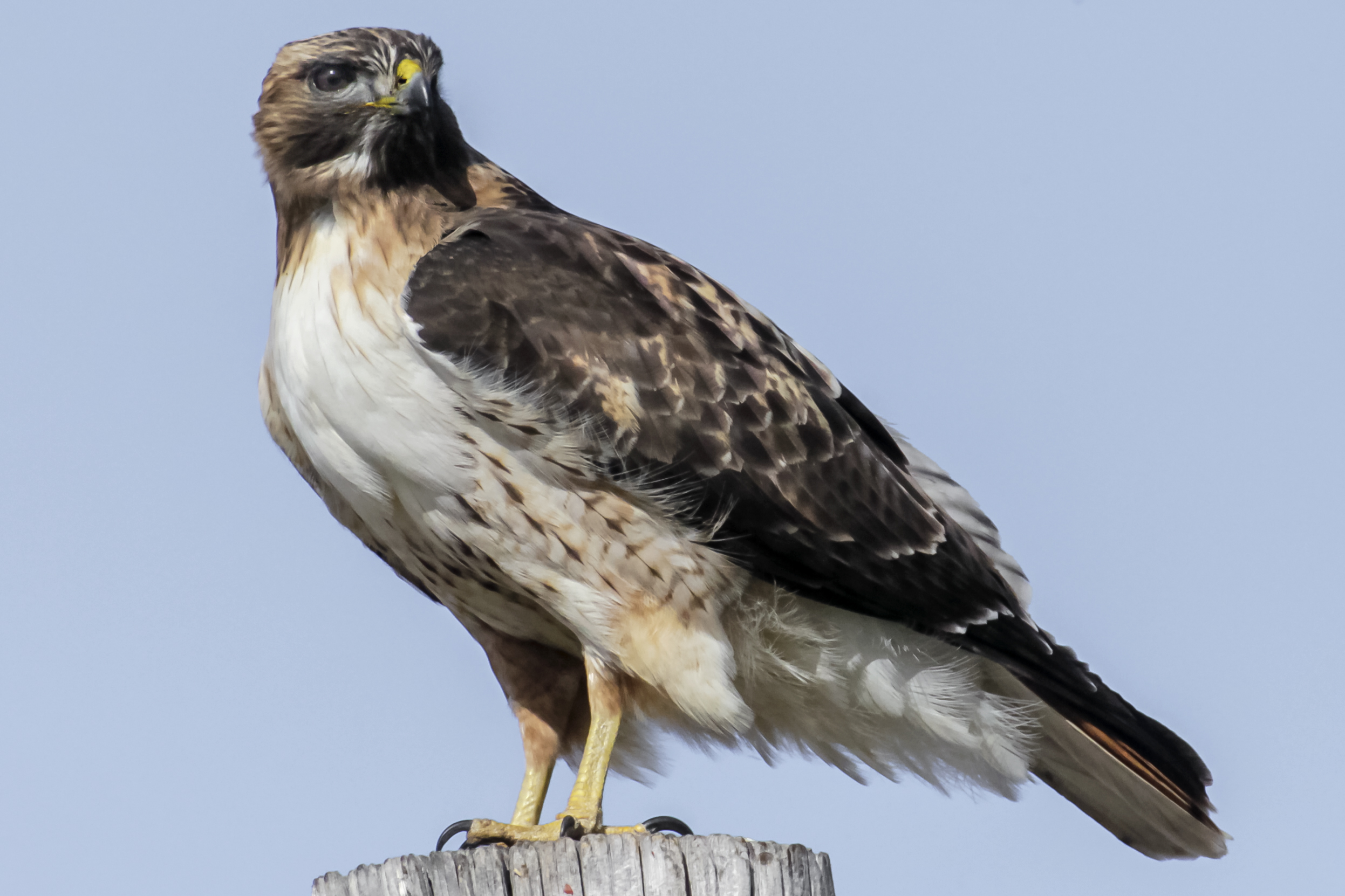 Red tailed Hawk on top of dead tree stump_A Schonlau Red-tailed hawk