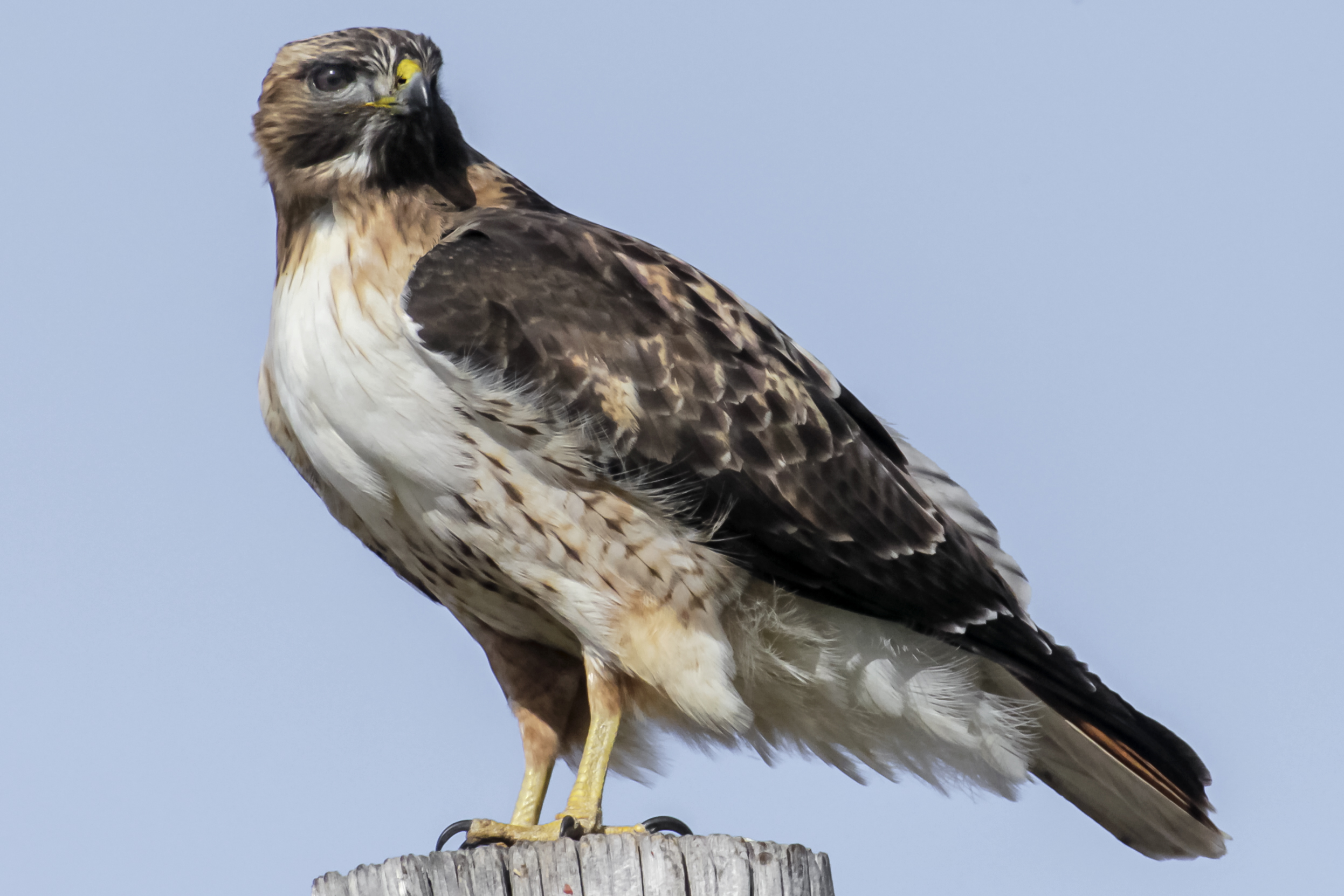 Red-tailed hawk