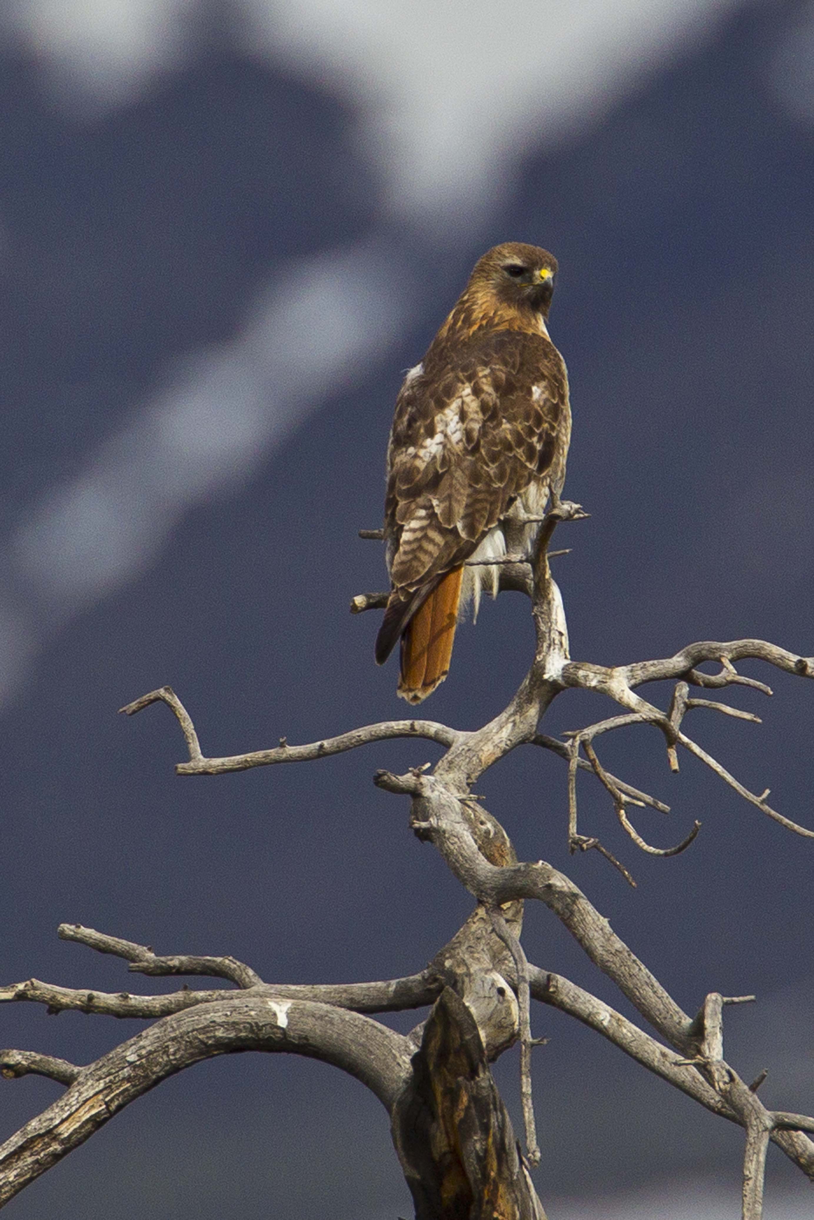 Red-tailed hawk