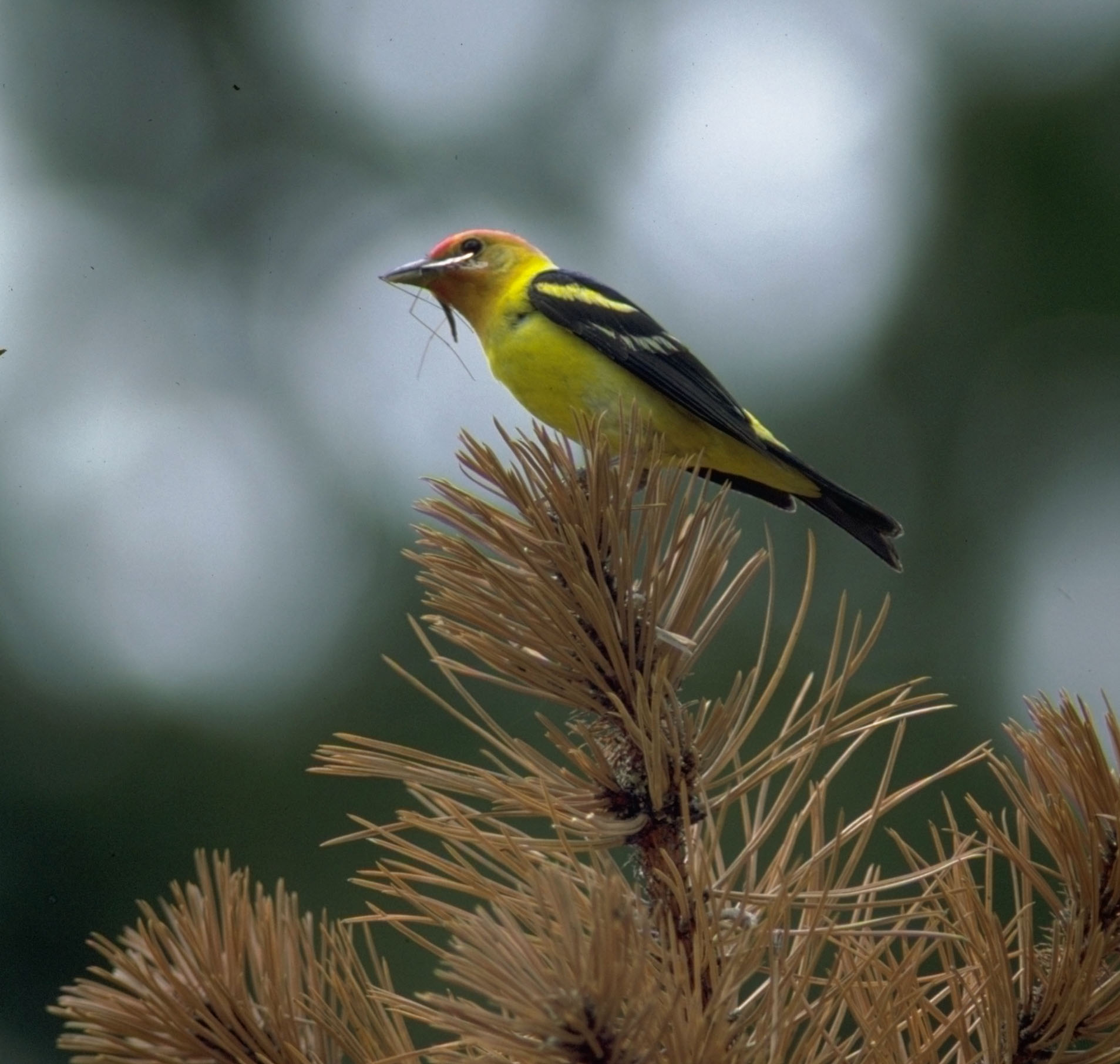 Western Tanager