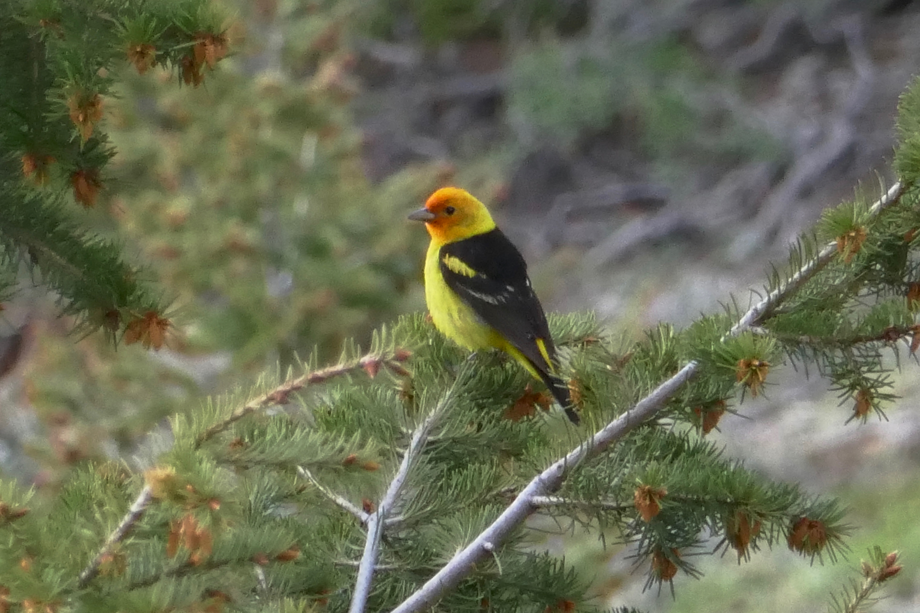 Western Tanager in Fir Tree credit NPS photo by Karen Daugherty Western Tanager in Rocky Mountain National Park