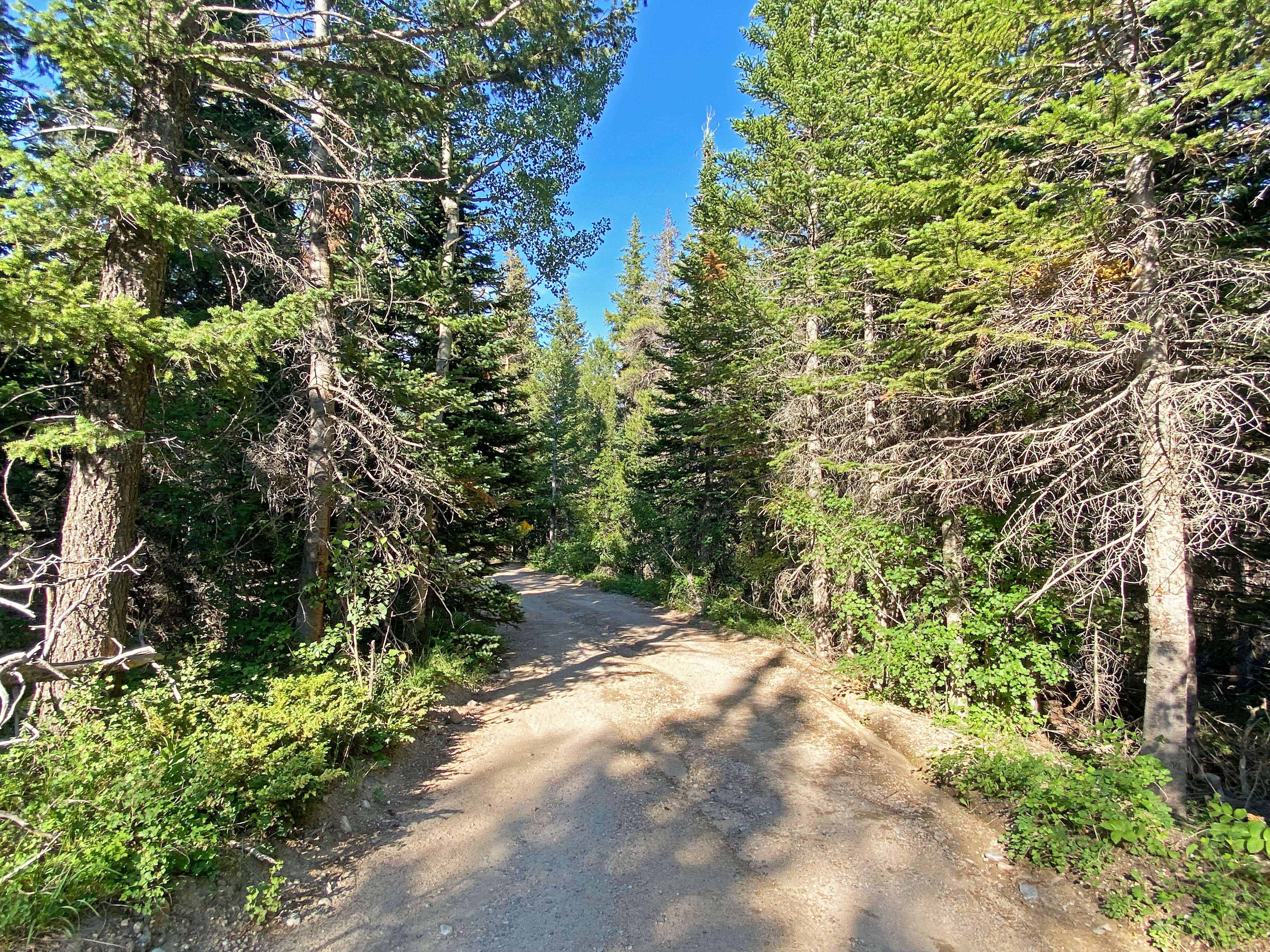 Wild Basin Road with ruts courtesy RMNP Deep ruts and potholes are in the middle and on the sides of a section of Wild Basin Road. This is a dirt road that is narrow and lined by pine trees