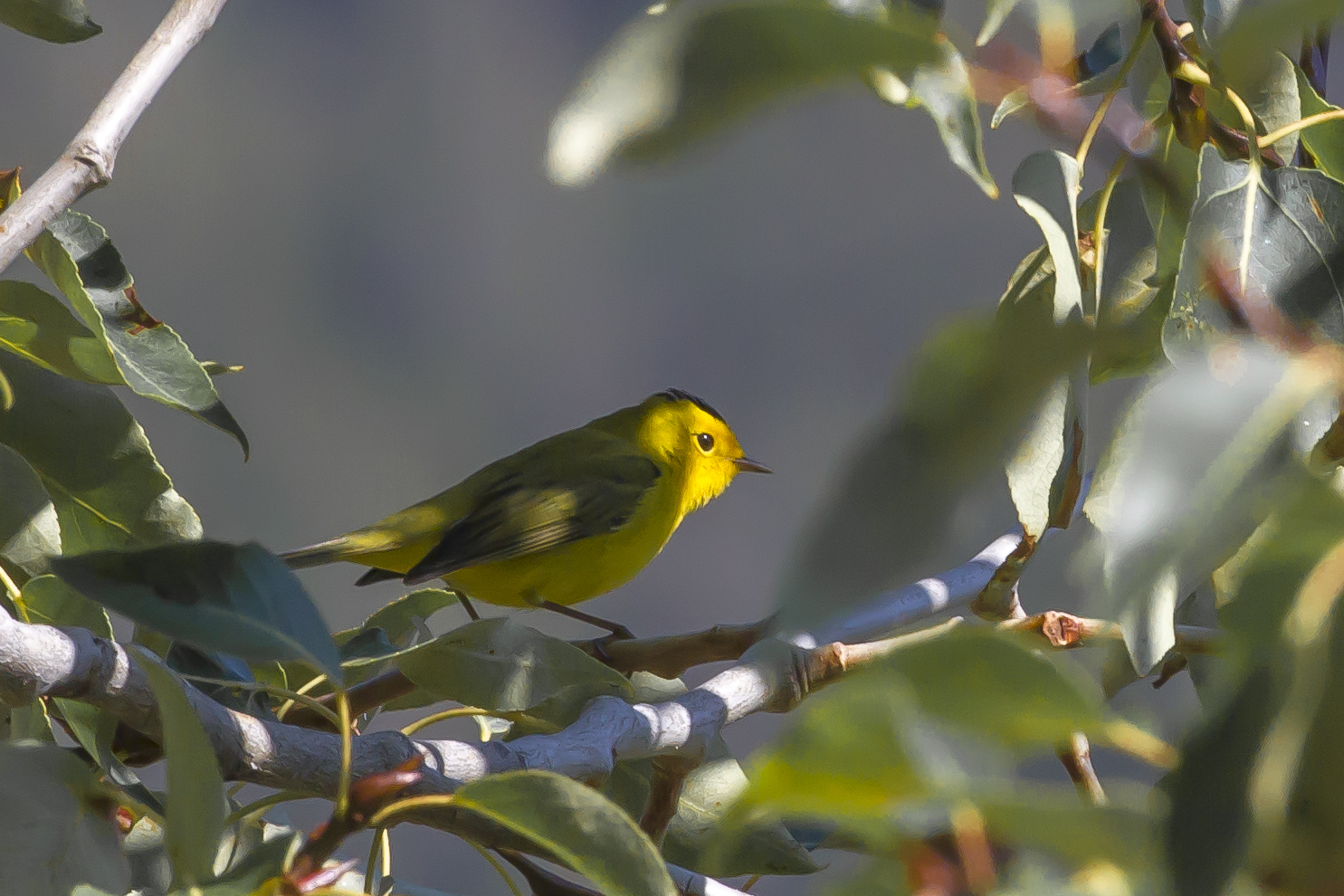 Wilson's Warbler