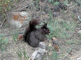 Photo Aberts Squirrel on ground eating at Rocky Mountain National Park.