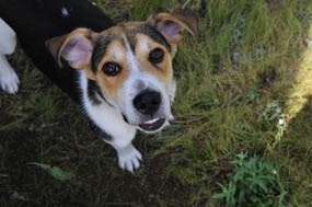 Photo Renelle's dog, Colter.