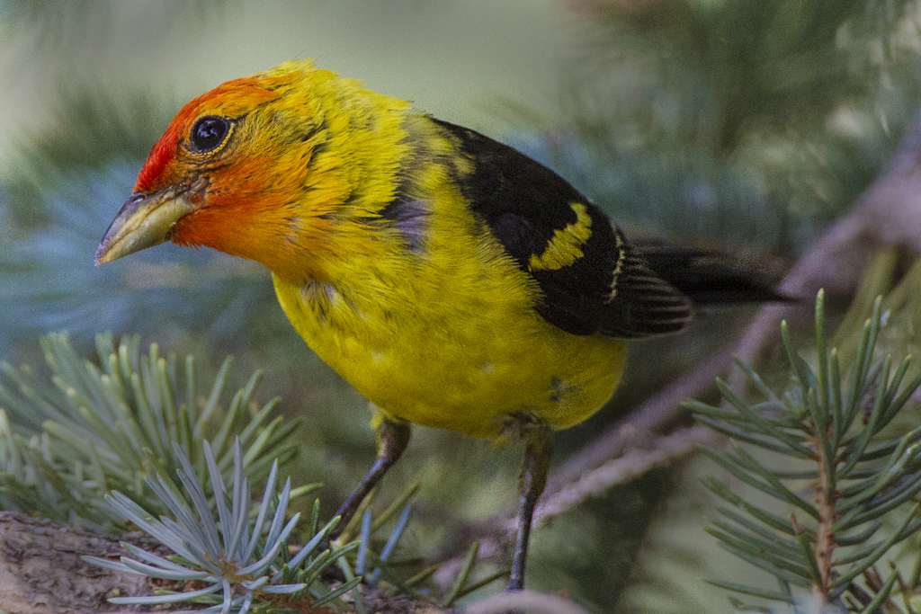 male western tanager Ann Schonlau