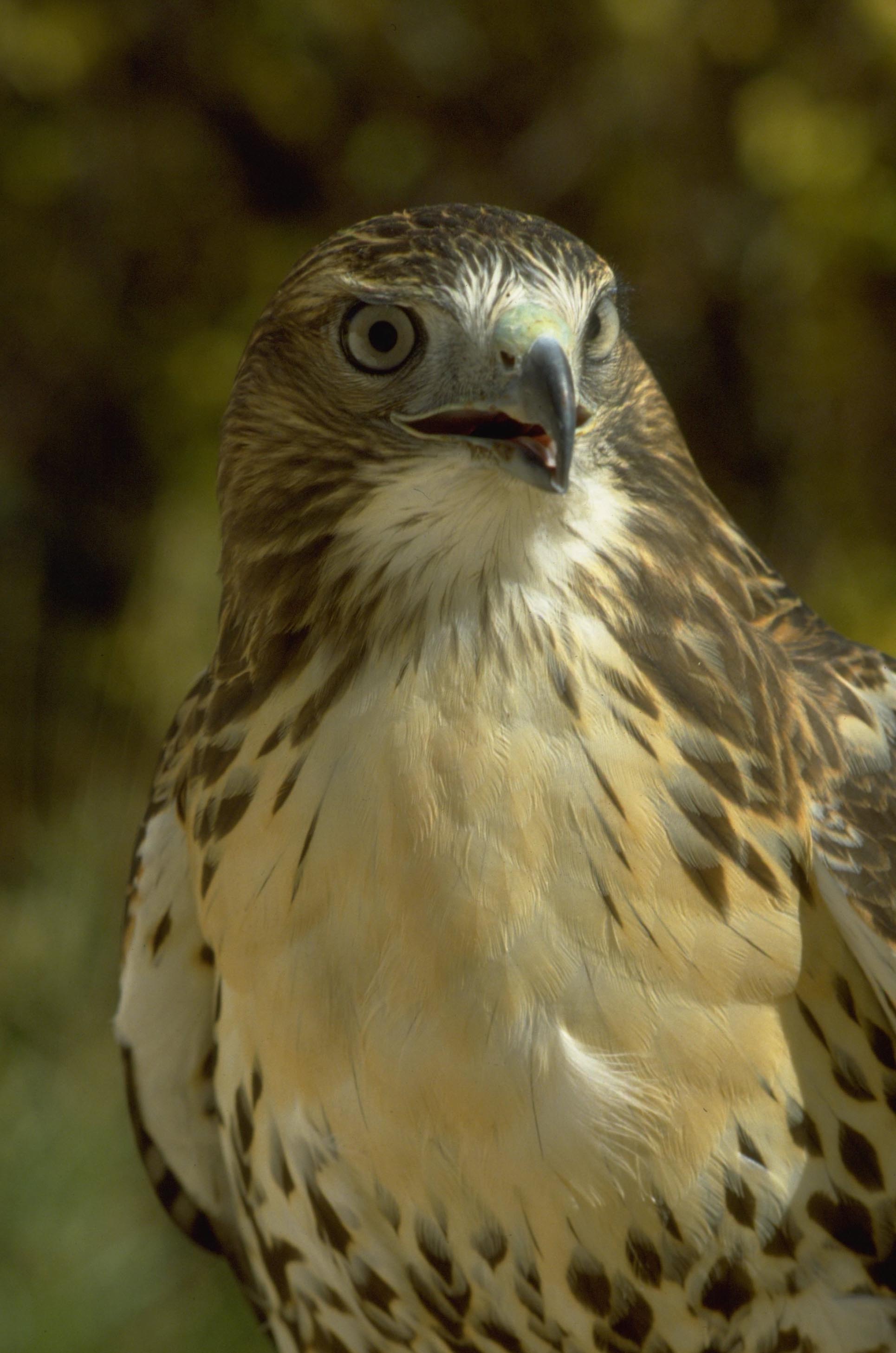 Red-Tailed Hawk