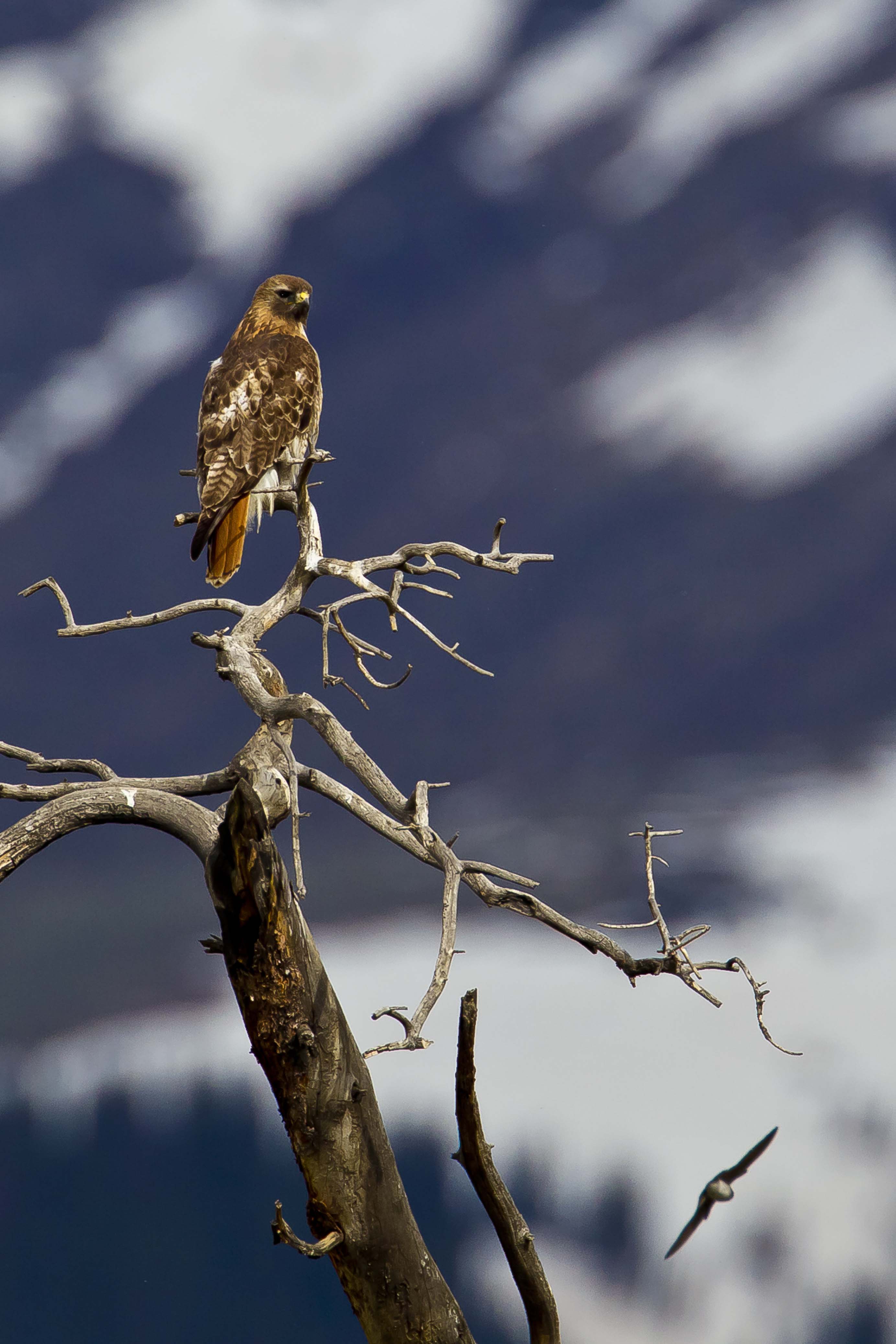 red tailed hawk  smaller size - NPS Photo Ann Schonlau