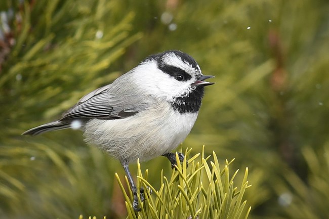 Mountain Chickadee calls from a ponderosa pine tree as snow lightly falls.