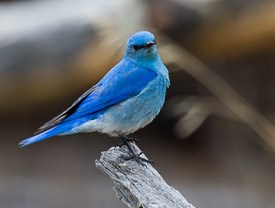 Photo of Blue Bird.