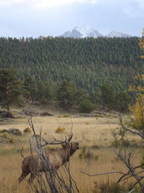 Male elk bugling in the open meadow of Moraine Park.