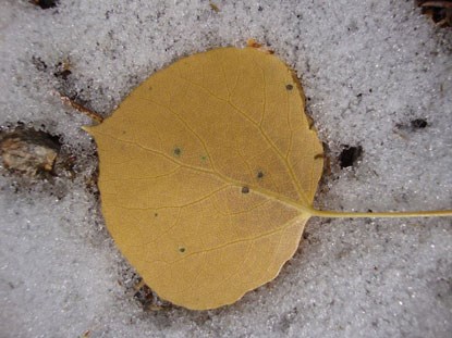Aspen leaf on top of newly fallen snow, showing the fast transition from fall to winter.