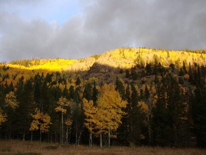 Colorful aspen trees showing vibrant oranges and yellows.