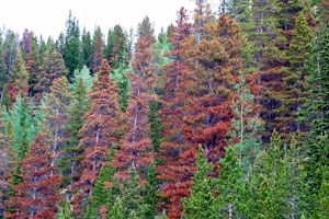 Trees damaged by mountain pine beetle