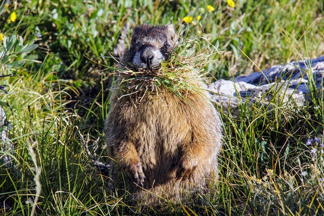 Marmot