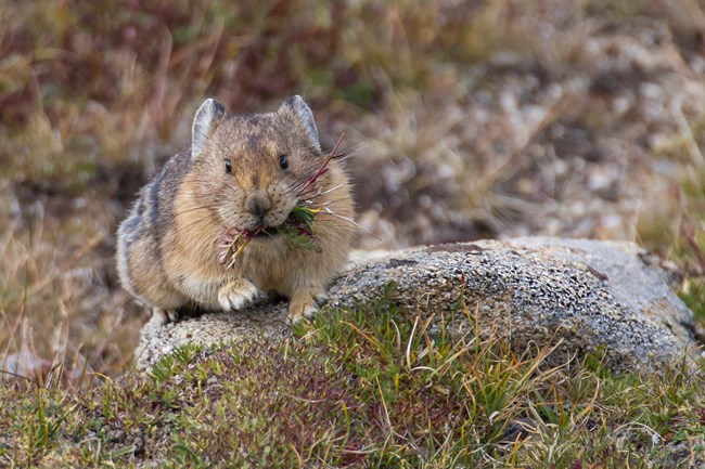 Pika