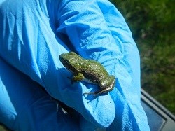 Toads2 250X187