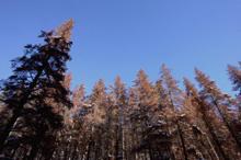 Photo beetle killed Lodgepole Pine trees