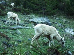 Photo Bighorn sheep on Colorado River Trail