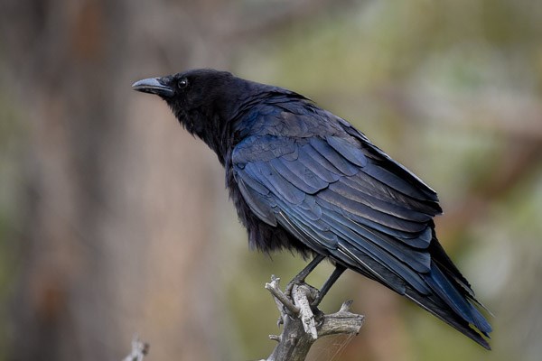 American Crow calling from a dead branch in the woods.