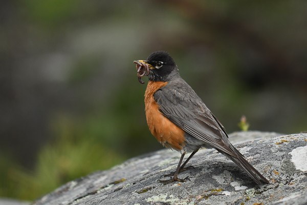 American Robin on a rock with worms